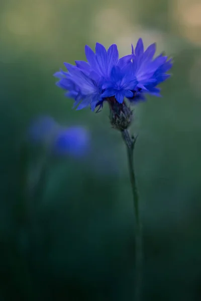 Cornflower Flower Blue Flower Purple Flower Macro Nature — 스톡 사진