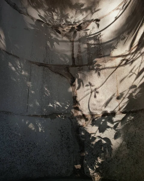 Light Shadows Trees Wall Cocrete Leaf Leaves Pattern Vintage — Photo