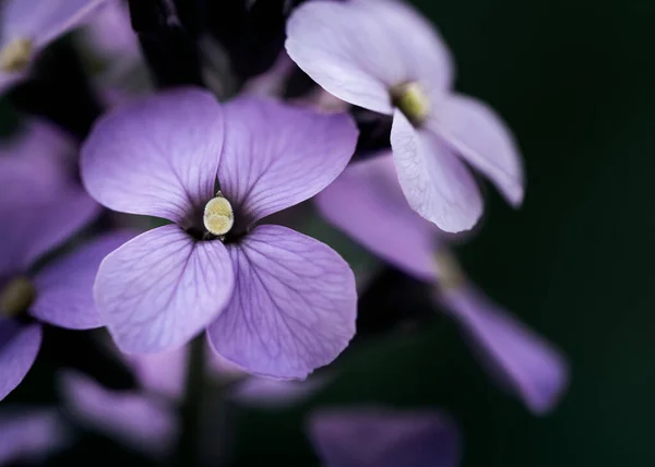 Дамская Ракета Летний Лилак Цветок Пурпурные Цветы Макрос Природа — стоковое фото