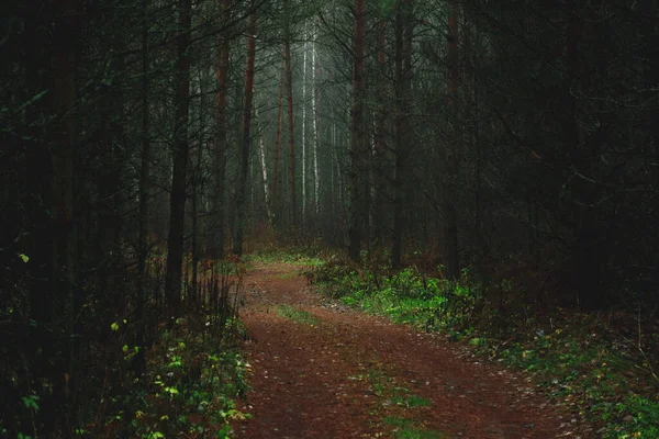 Chemin Dans Forêt Sombre — Photo