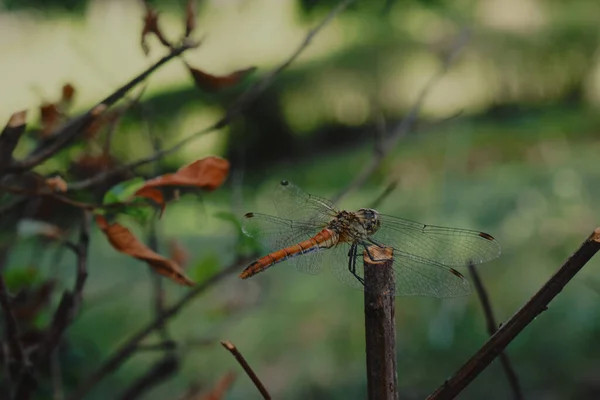 Dragonfly Green Background Nature —  Fotos de Stock