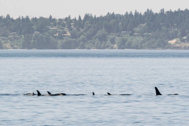 San Juan Adası açıklarında nesli tükenmekte olan bir katil balina ailesi.