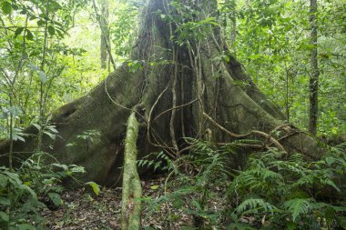 Beautiful view to big tree roots on green rainforest area, Tijuca National Park, Rio de Janeiro, Brazil