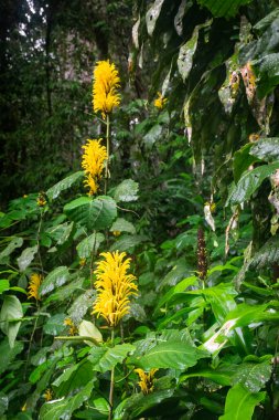 Bereketli yeşil yağmur ormanlarındaki sarı çiçeklere güzel manzara, Tijuca Ulusal Parkı, Rio de Janeiro, Brezilya