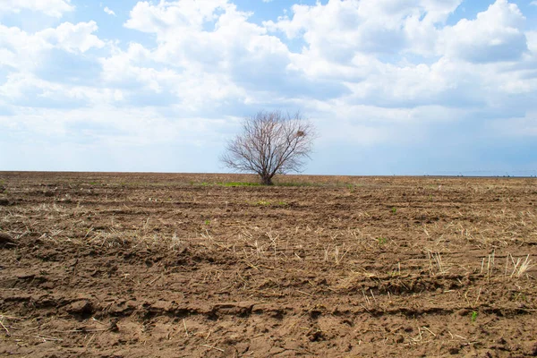 Árbol Único Dramático Con Nido Sin Hojas Campo Contra Cielo — Foto de Stock