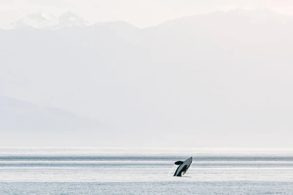 Orca L22 Spirit Breaching Front Olympic Mountains — Fotografia de Stock