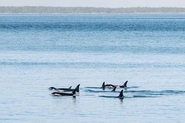 Killer Whales Pod Swimming Together San Juan Islands — Fotografia de Stock