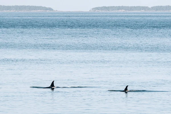 Endangered Southern Resident Killer Whales J37 J46 — Fotografia de Stock