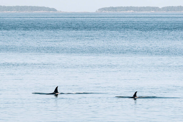 Endangered Southern Resident Killer Whales J37 and J46