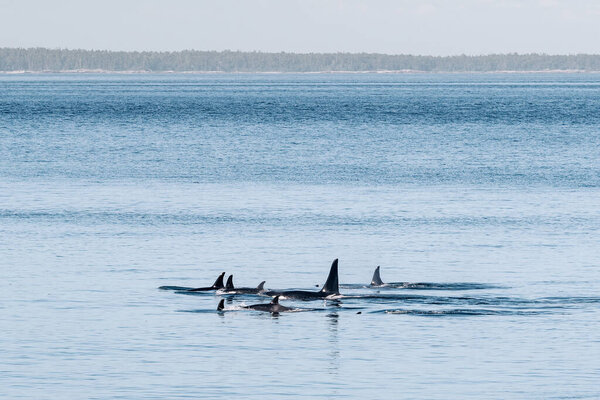 Endangered orcas, J Pod, in the Salish Sea