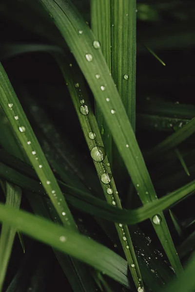 Close Raindrops Bright Green Narrow Leaves — Fotografia de Stock