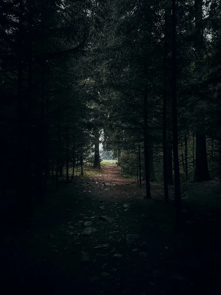 Dark forest with rocky path with light in the end