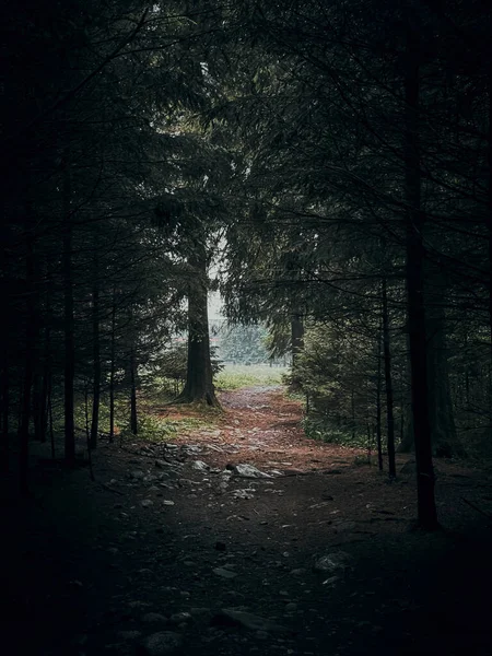 Floresta Escura Com Caminho Rochoso Com Luz Final — Fotografia de Stock