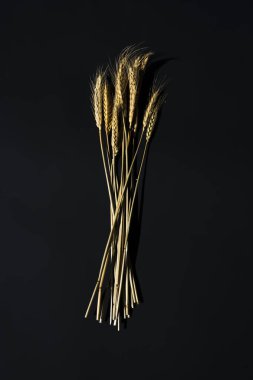 Siyah arka planda altın buğday