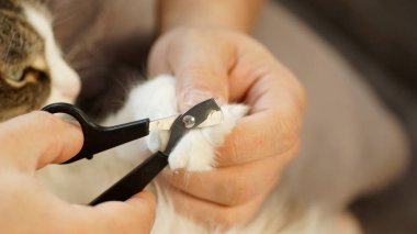 Bir adam bir kedinin pençelerini keser.