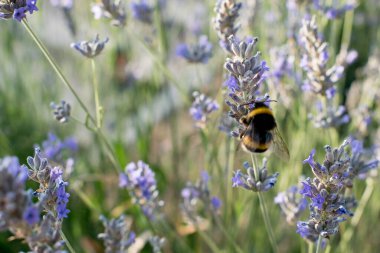 Lavanta çiçekli bal arısına yakın plan
