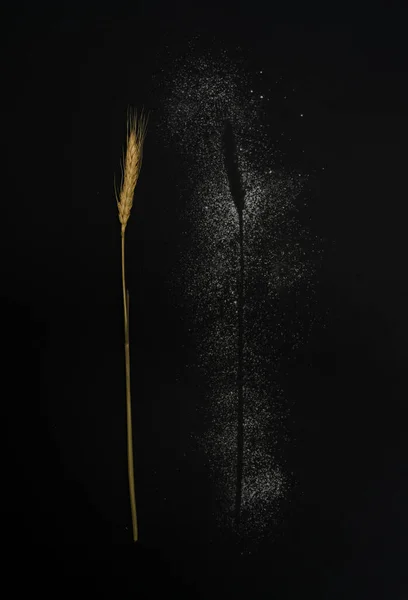 Shadow Flour Golden Wheat Black Backgraund — Zdjęcie stockowe