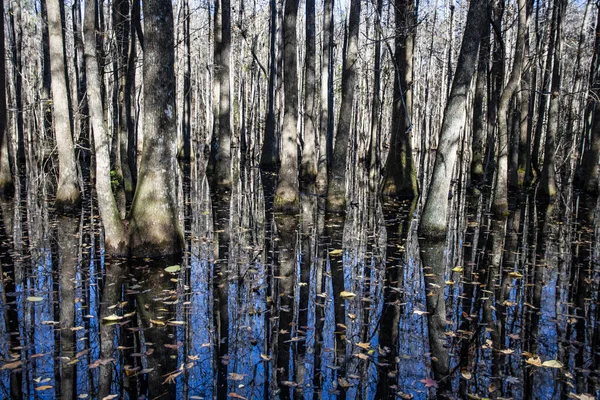 Protected Wetlands South Carolina — Stockfoto