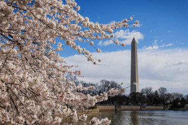 Washington DC 'deki gelgit havzası boyunca bahar kiraz çiçekleri açıyor..