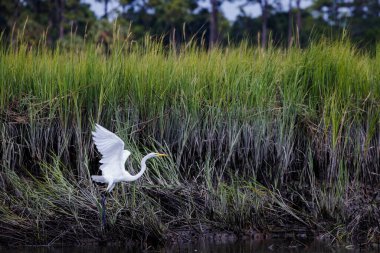 Büyük bir balıkçıl Charleston, Güney Carolina yakınlarında uçar..