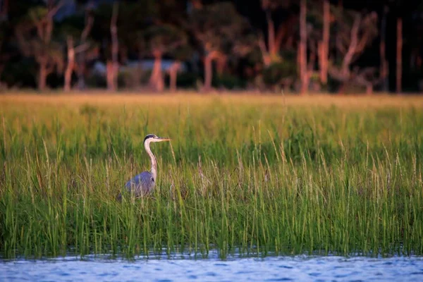 Great Blue Heron Marsh Charleston —  Fotos de Stock