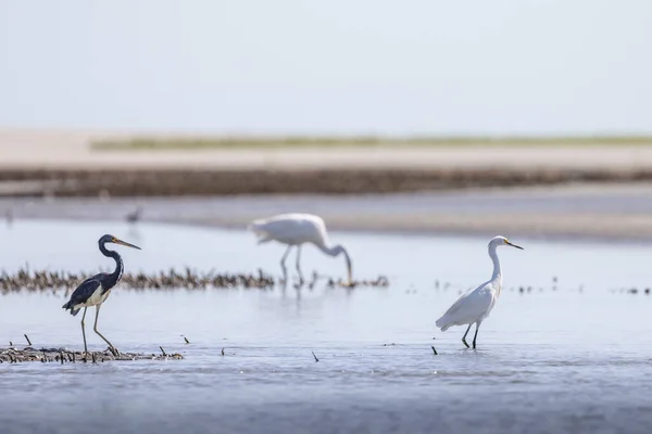 Egrets Alimentam Pântanos Costeiros Perto Charleston — Fotografia de Stock