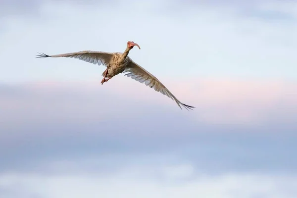 Bird Flight Charleston — ストック写真