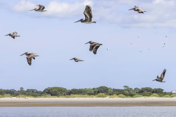 Pelicans Fly Coast Charleston — Stock Photo, Image