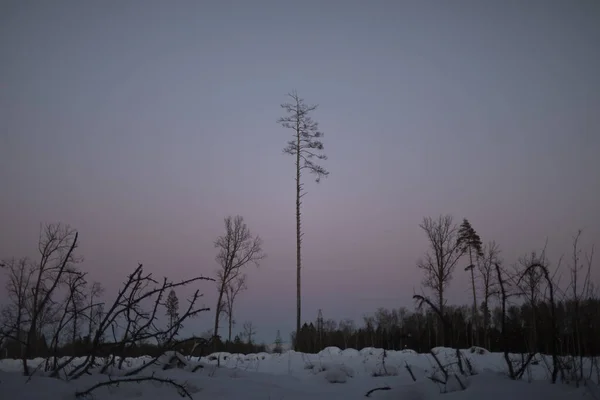 Evening Landscape Forest Sky Forest Winter Sunset Natural Landscape Russia — ストック写真