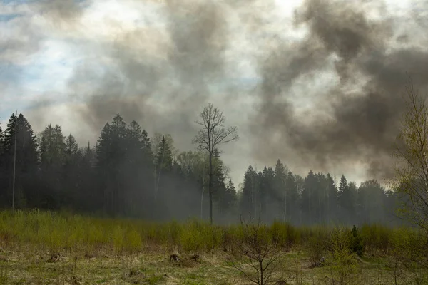 Smoke in woods. Fire in nature. Black smoke in countryside. It\'s dangerous situation. Problem with environment.
