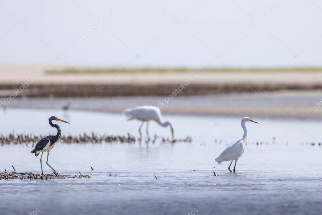 Egrets feed in coastal marshes near Charleston, SC.