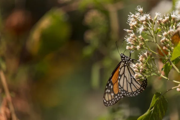 Monarch Butterfly Mexican National Park Feeding White Flowers — Stok fotoğraf
