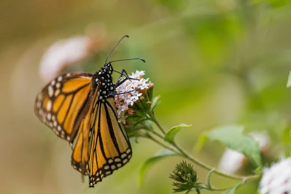 Beautiful Monarch Butterfly Resting Flower Mexican Park — Foto de Stock