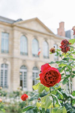 A red rose in front of the Rodin Museum in Paris, France