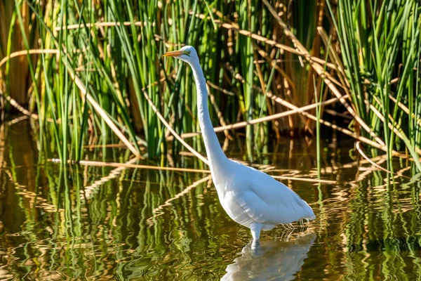 Large Common Bird Chilling Protected Area Sweetwater — Foto de Stock