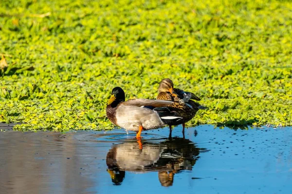 Dabbling Duck Swimming Shore Sweetwater — Φωτογραφία Αρχείου