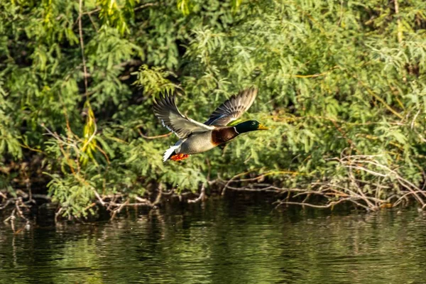 A dabbling duck flying along the shore of Sweetwater