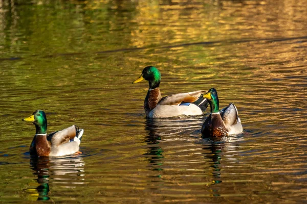 Dabbling Duck Swimming Shore Sweetwater — Stockfoto