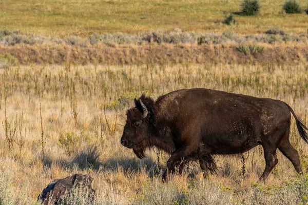 Büffel Tummeln Sich Auf Der Grünen Weide Des Naturschutzparks — Stockfoto