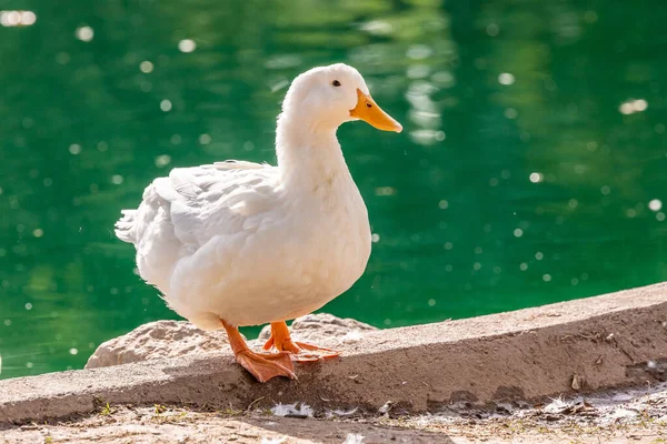 公園の保護地域に沿って歩く白いアヒル — ストック写真