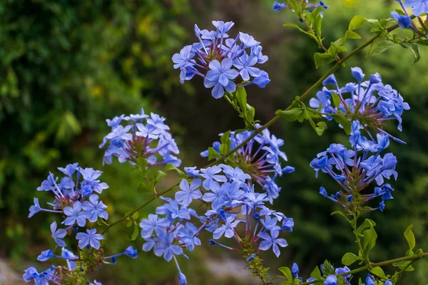 Arbusto Florescente Plumbago Auriculata Com Flores Azuis Pálidas Fechar — Fotografia de Stock