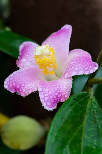 Gently Pink Lagunaria Flower Water Droplets Petals Rain Close — Stock Photo, Image