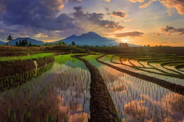 The story of a reflection in the morning in a rural rice field