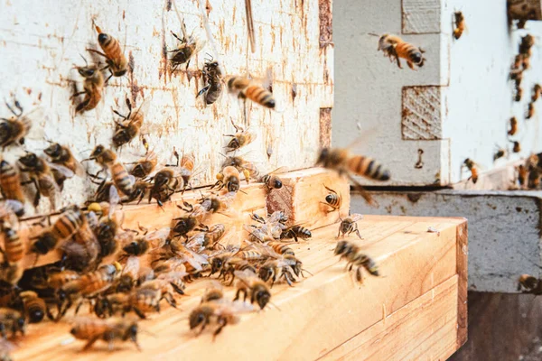 Honeybees Entrance Beehive — Zdjęcie stockowe
