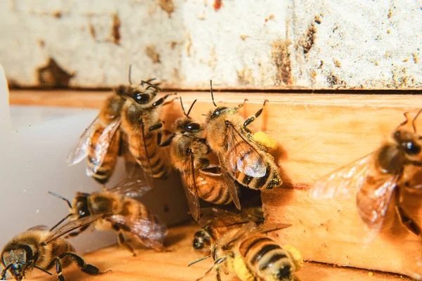 Bees Entrance Hive Carrying Pollen — Foto de Stock