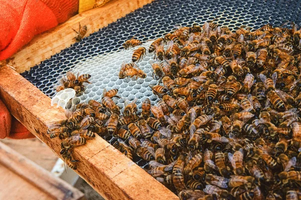Honeybees Building Out Comb Frame — Stock fotografie
