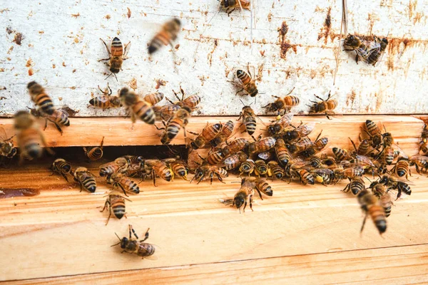 Honeybees Entrance Beehive — Foto de Stock