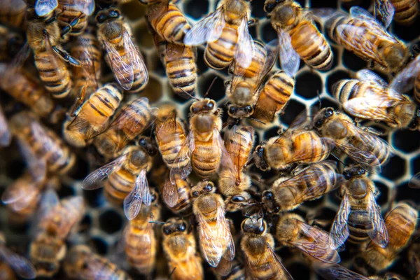 Honeybees Taking Care Bee Brood Beehive — Foto de Stock