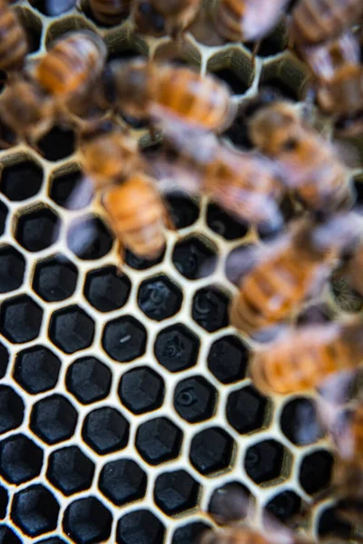 Honeybee Eggs Being Tended Nurse Bees — Stock fotografie