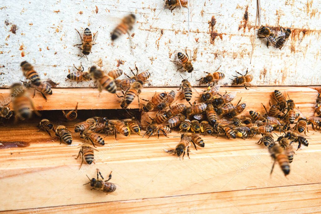 Honeybees at the entrance of a beehive.
